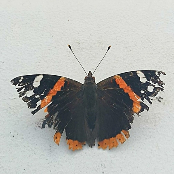 Meet your Posher, Genevieve - Picture 1 of 1